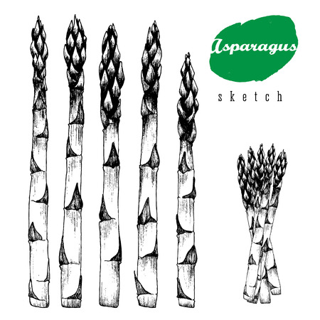 5 stalks of asparagus and bundle of asparagus vector isolated sketch hand drawn black illustration on white background.のイラスト素材