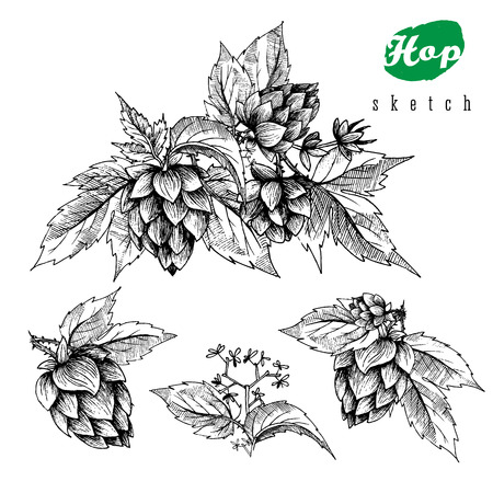 Beer hops set of 4 hand drawn hops branches with leaves, cones and hops flowers, black and white, sketch and engraving design hops plants. All element isolated.のイラスト素材