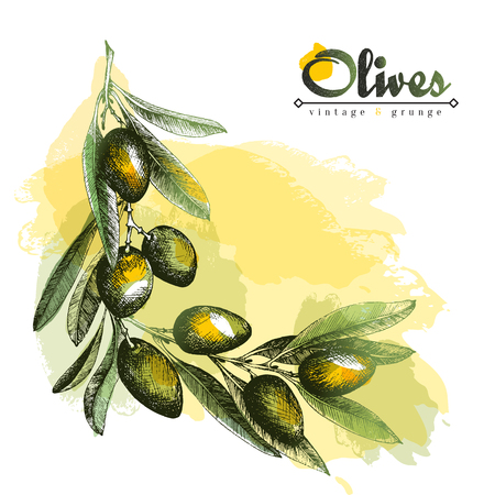 Olive branch angular frame, border background, olive sketch vector isolated element hand drawn with watercolor spots over white background. Italian product.のイラスト素材