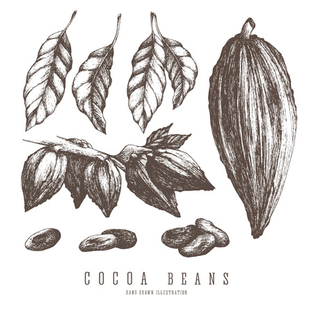Cocoa pods, collections of whole and branch of cocoa tree, beans, seeds and leaves. Vintage isolated vector elements for design.のイラスト素材