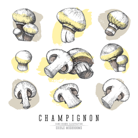 Champignon mushrooms sketch collection.のイラスト素材