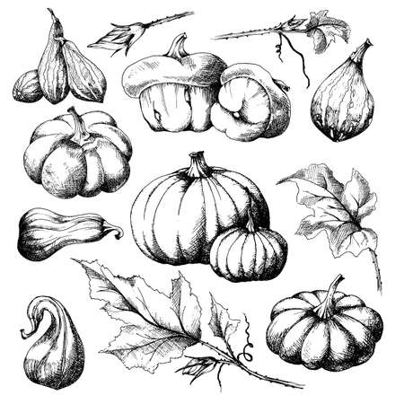 Set of Pumpkins different varieties, big and small with a separate leaves, hand drawn sketch, vector. All 
objects are isolated. Harvest festival, autumn illustration.のイラスト素材