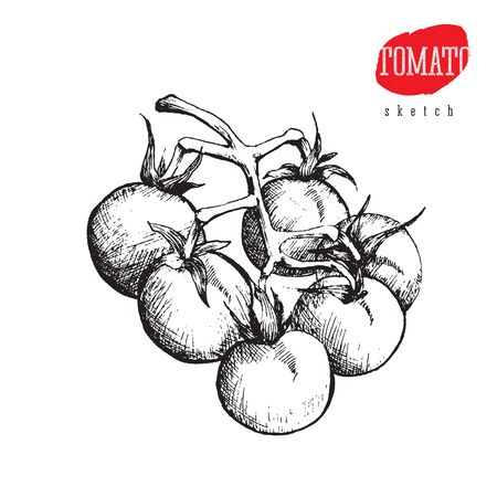 Isolated vector sketch of big tomatoes on a branchのイラスト素材