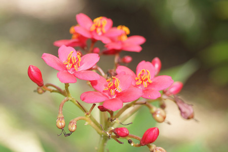 Beautiful flowers from nature.の写真素材