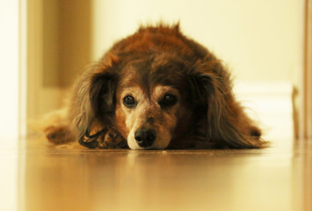 Dog Laying Downの写真素材