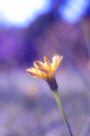 Yellow daisy in purple lightの写真素材