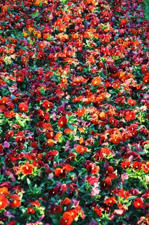 many red, beautiful flowers on groundの写真素材