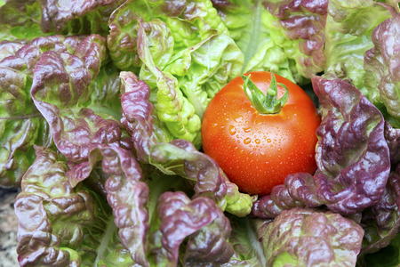 Garden fresh organic tomato resting on purple lettuceの写真素材