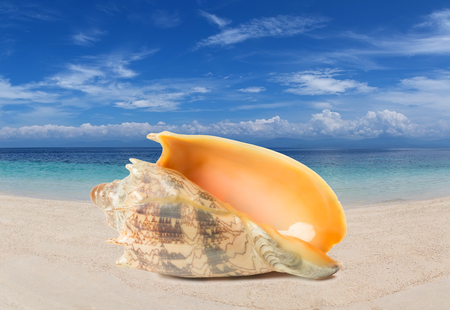 Exotic shell on a tropical beach