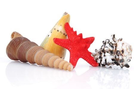 Beautiful sea collection, shells and red starfish isolated on whiteの写真素材
