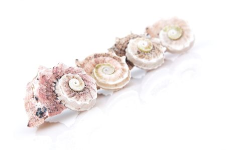 few nautilus shells isolated on whiteの写真素材