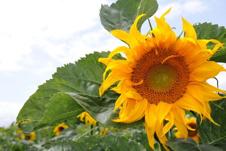 Sunflowers  in the solar shower, backgroundの写真素材