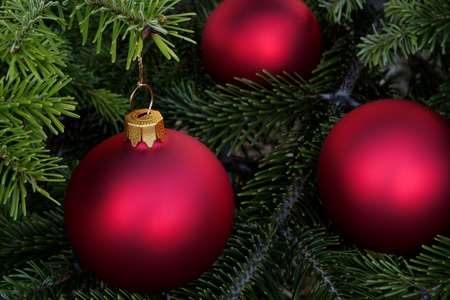 Christmas  evergreen tree and glass ballの写真素材