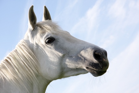 Portrait of a white horse on a blue sky backgroundの写真素材