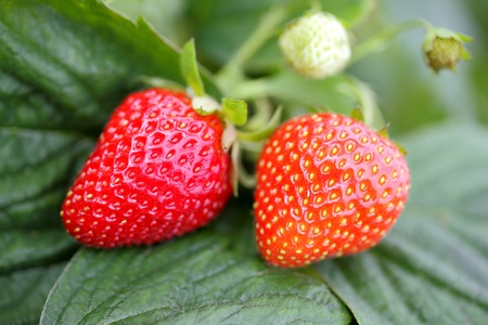 Fresh strawberries ripening in the gardenの写真素材