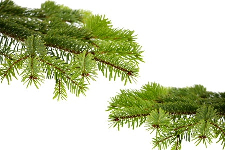 Christmas evergreen spruce tree  on white の写真素材