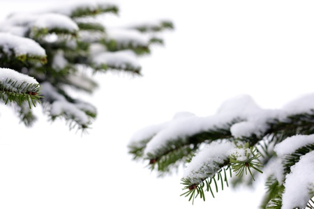 Christmas evergreen spruce tree  on white の写真素材