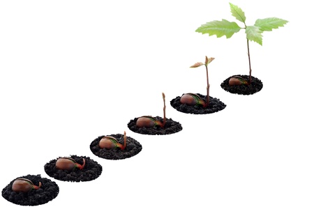 Red oak forest growing up, fresh acorn, spring, new life and force of natureの写真素材