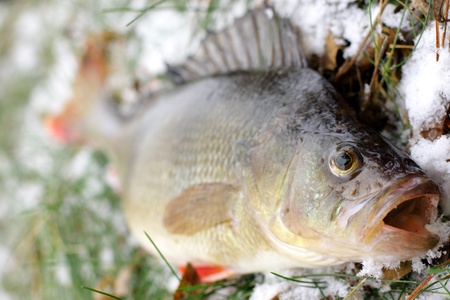 Beautiful colorful perch in the winter sceneryの写真素材