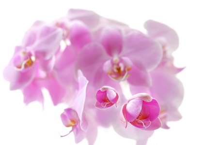 Pink orchid with drop of dew on white background, nature and spa conceptの写真素材