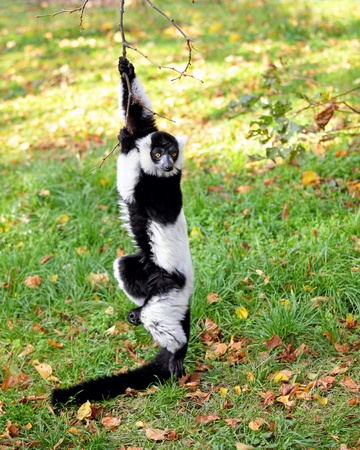 Black and white  lemur vari in  wroclaw  zooの写真素材