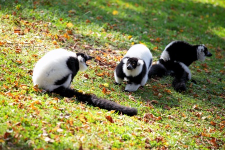 Black and white  lemur vari in  wroclaw  zooの写真素材