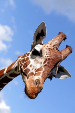 Portrait of a nice giraffeの写真素材