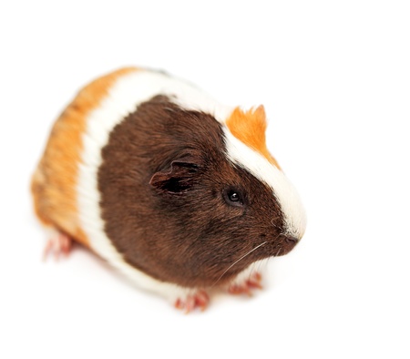 Guinea pig on the white background の写真素材