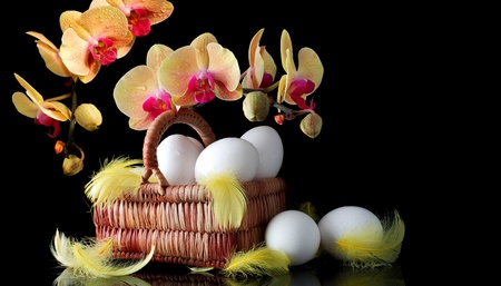 Easter sunrise, white eggs and spring yellow orchid with drop of dewの写真素材