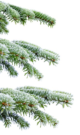 Christmas evergreen spruce tree with frost on whiteの写真素材