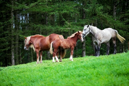 Happy horses family on green grassland on the forest backgroundの写真素材