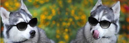 Sunny summer meadow and husky with sunglasses looks like a teacherの写真素材