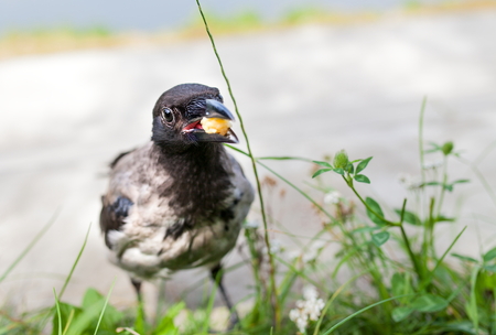 My wild friend is a gray crow