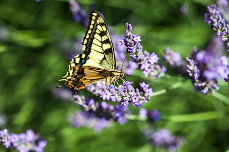 Summer hot dance of butterfly swallowtail on a sunny day