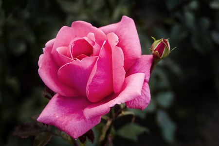 Pink rose on dark backgroundの写真素材