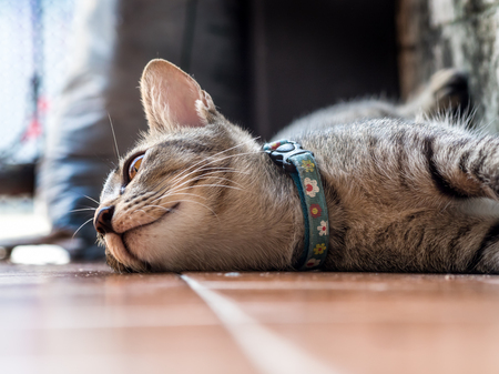 kitten relaxing front homeの写真素材