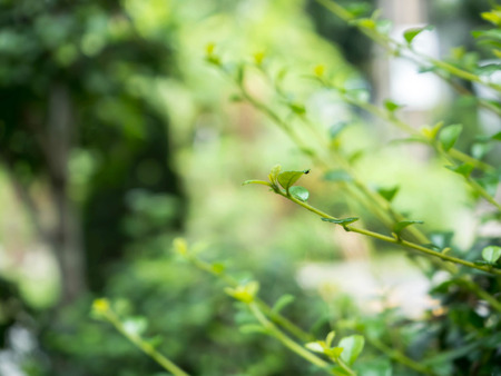 Morning refreshing green leafの写真素材