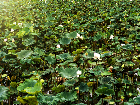 Beautiful pink lotus flower in pond after rain on rainy seasonの写真素材