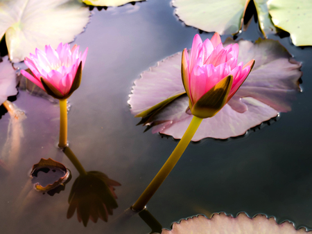 Beautiful lotus blooming in a pondの写真素材