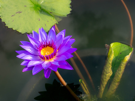Beautiful lotus flowers are natural.の写真素材