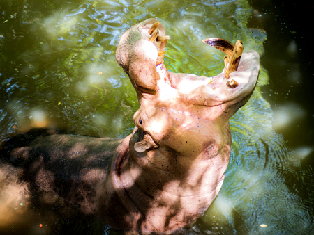 Hippopotamus in the zoo request for more feeding