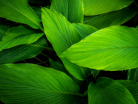 Green leaves with natural light Leaves as backgroundの写真素材