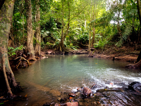 Streams in the jungle There is a tree in the background.