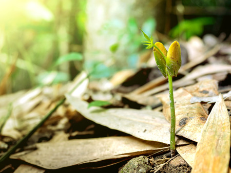 Tree seedlings planted in soils with a green background.の写真素材