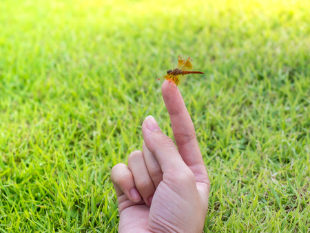 Small dragonfly on female handの写真素材