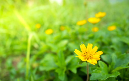 yellow flower In the green meadowの写真素材