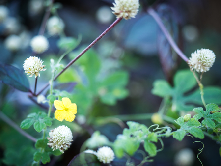 ower/grass flower with sunset light, Beautiful flowers by the wayside