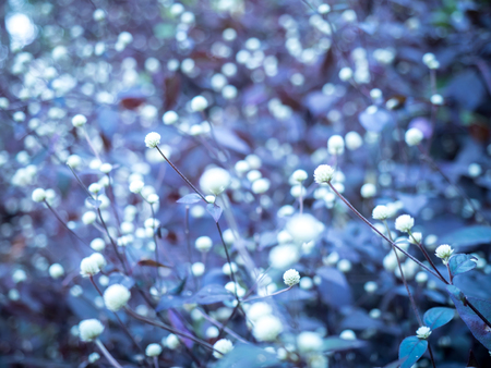 ower/grass flower with sunset light, Beautiful flowers by the waysideの写真素材