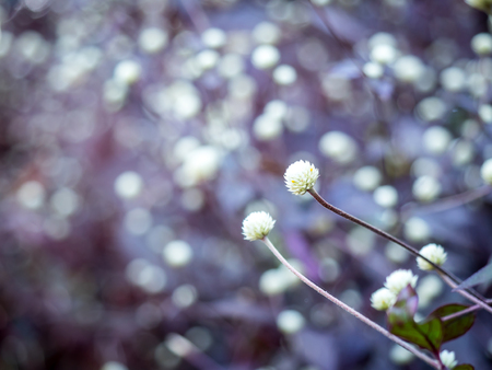 ower/grass flower with sunset light, Beautiful flowers by the wayside