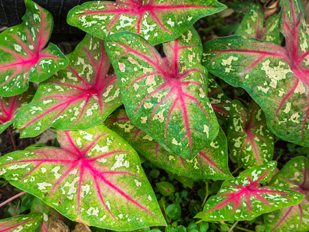  leaves with natural light Leaves as backgroundの写真素材